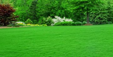 Most Popular Time Of Day To Fertilize Your Lawn